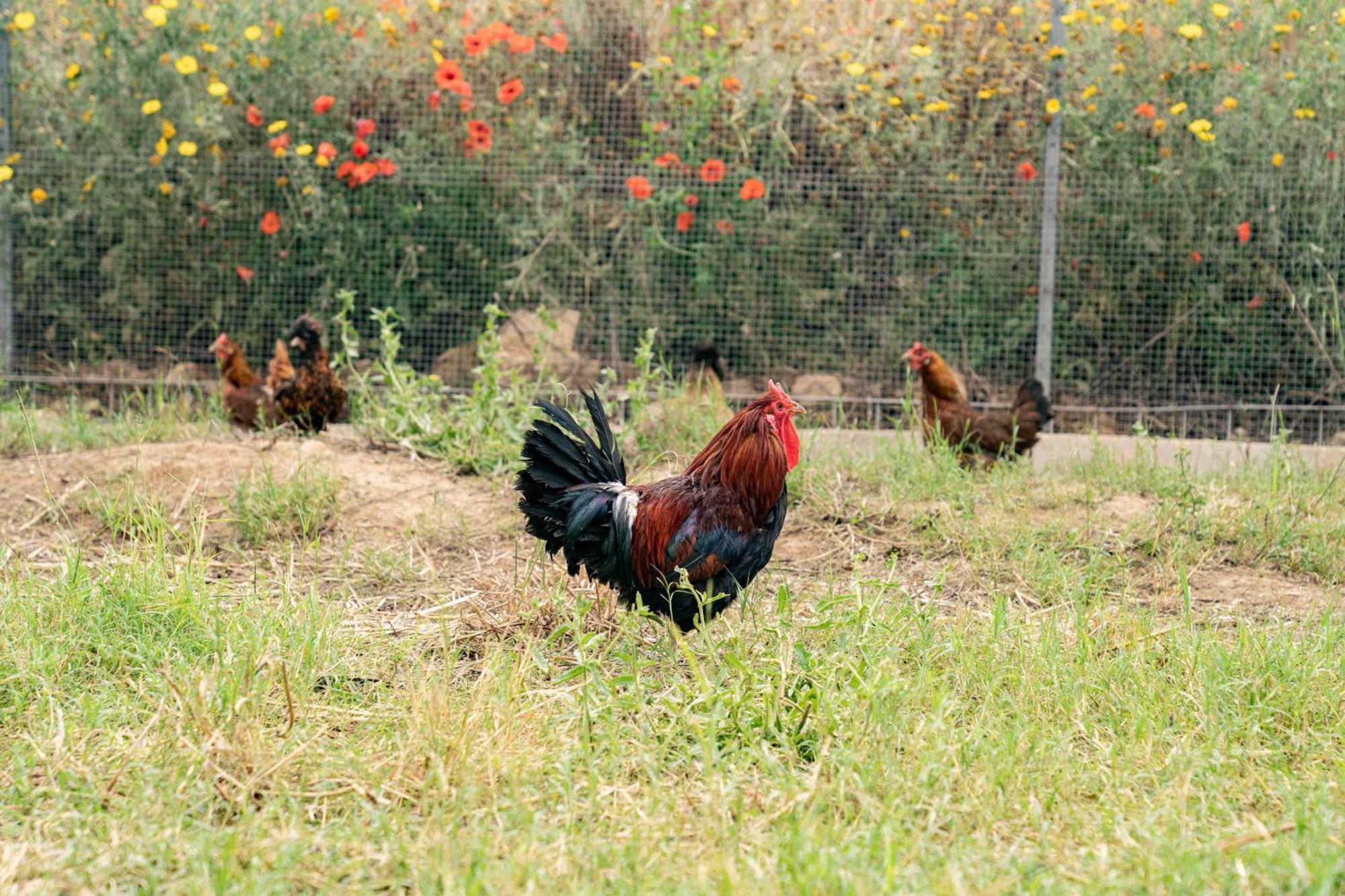 Judeka Agriresort Caltagirone Exterior foto